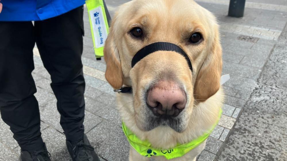 A relaxed golden Labrador, with soft brown eyes and a pink nose, sits calmly in the street.  He wears a neon 'Guide Dogs' bib and is attached to a high visibility lead and harness - also with 'Guide Dog' branding.