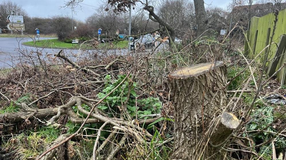 Oak stumps next to the A149 Caister Bypass with Norwich Road roundabout in the background.