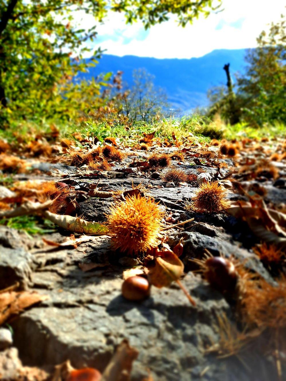 Chestnuts on the ground