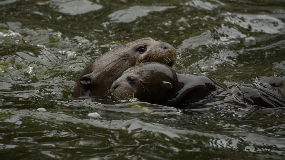 otter cub swimming with it's parent