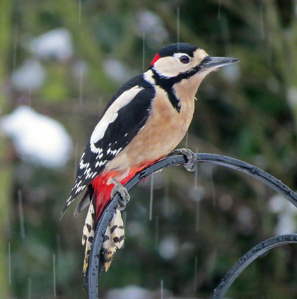 Great Spotted Woodpecker