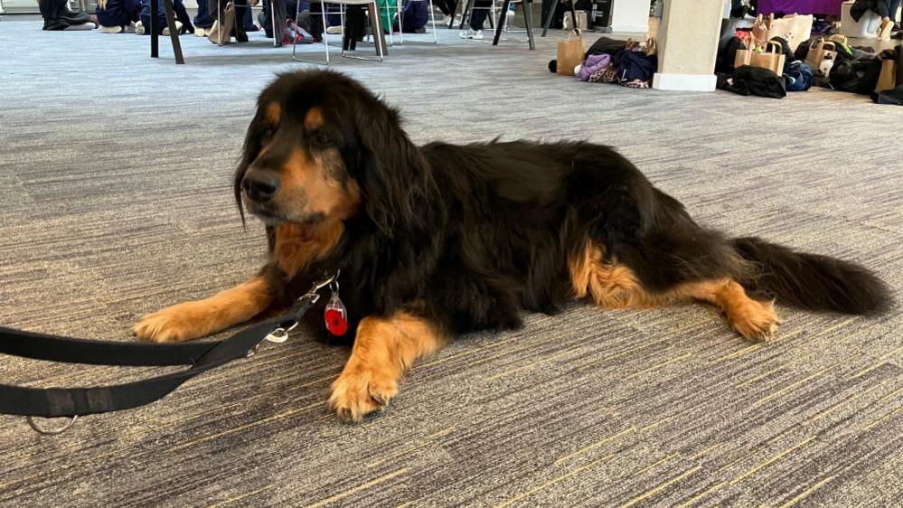 A brown and black dog sits on a grey carpet