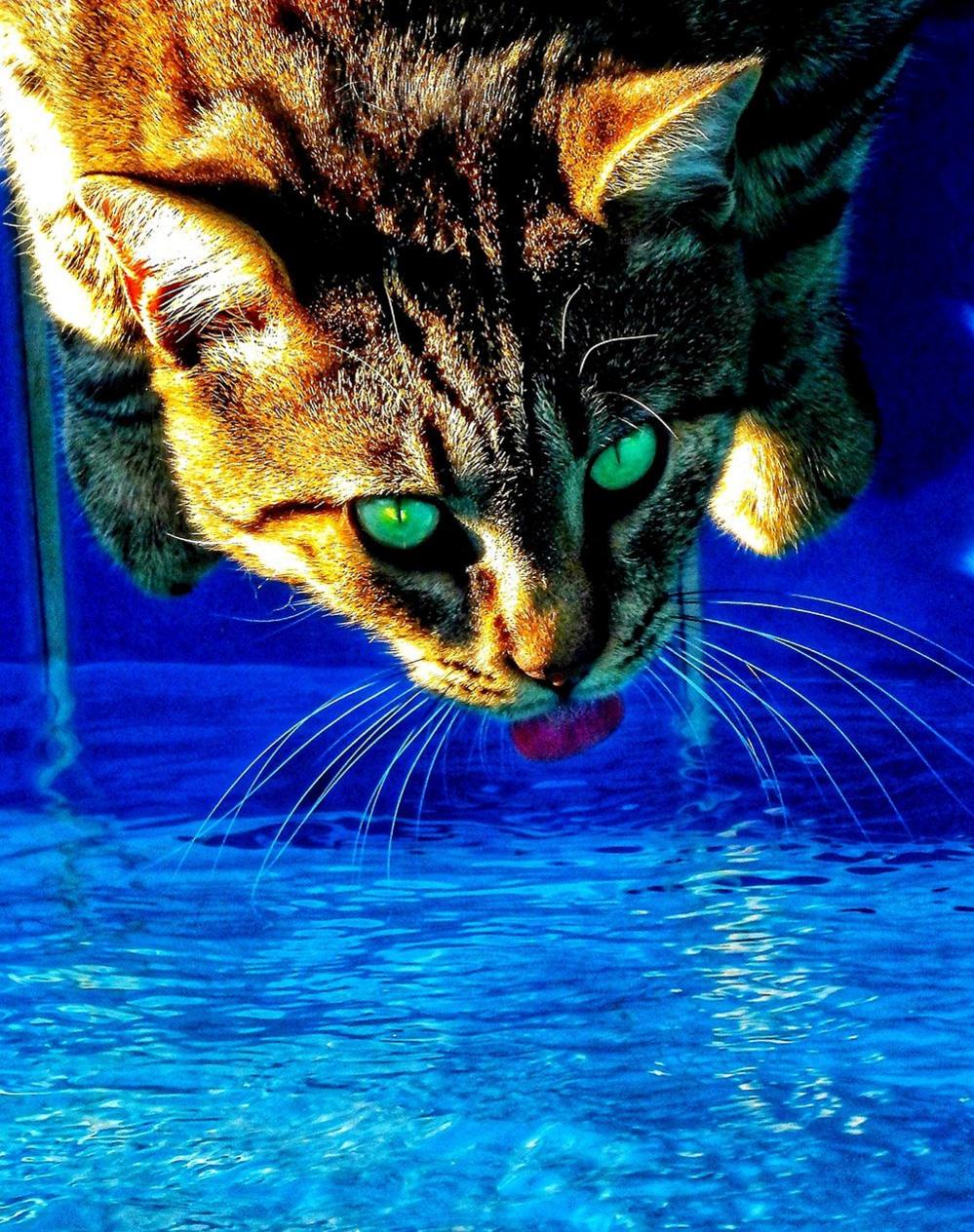 A cat drinks from a pool