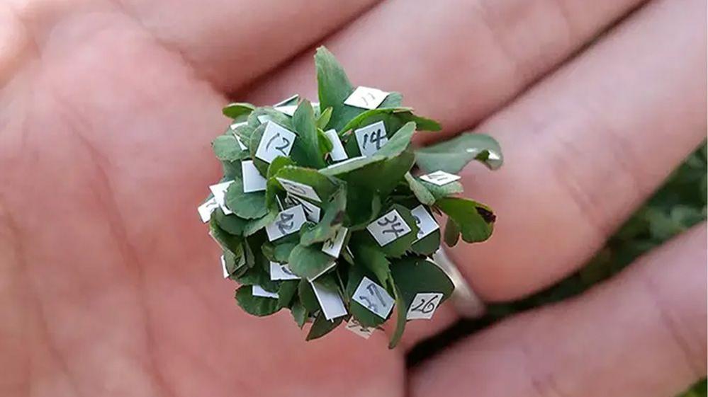 Guinness World Records for 63-leaf clover - BBC Newsround