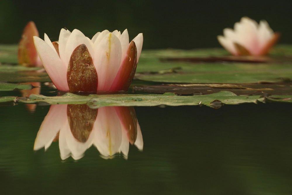 A water lily