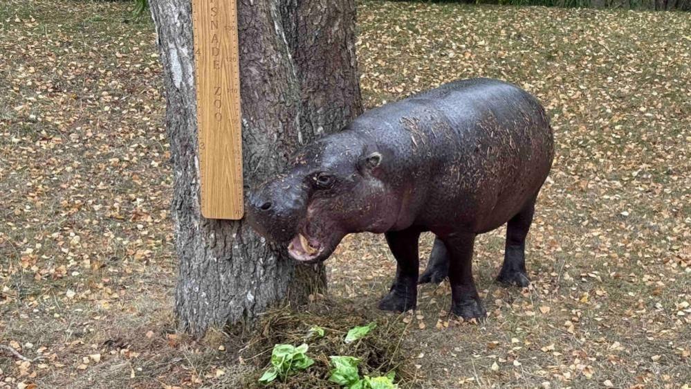 A large black hippo with its mouth open standing next to a tree trunk with a wooden ruler attached to the side.  He is standing on a dirt surface.