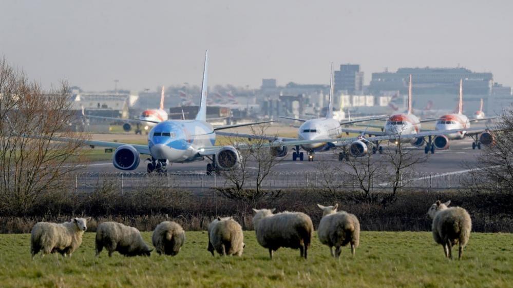 Four aeroplanes line up for take off at London Gatwick Airport. In the foreground, seven sheep stand around on a bank of grass.