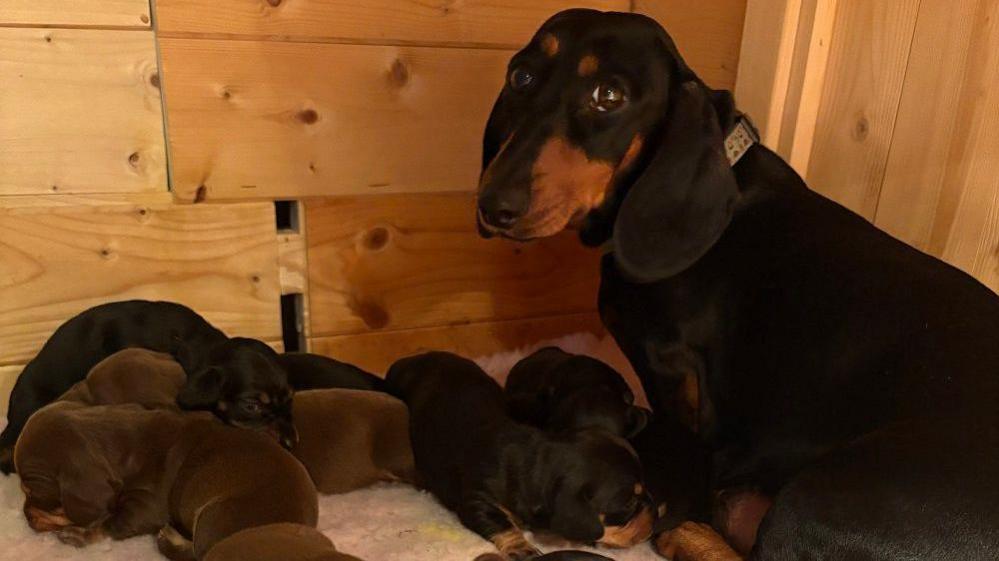 Mollie, a black and brown dachshund, sits looking at the camera with a litter of black and brown dachshund puppies in front of her.