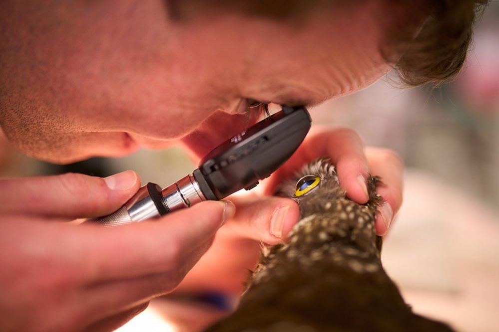 Dr Luke Gregory examines an owl