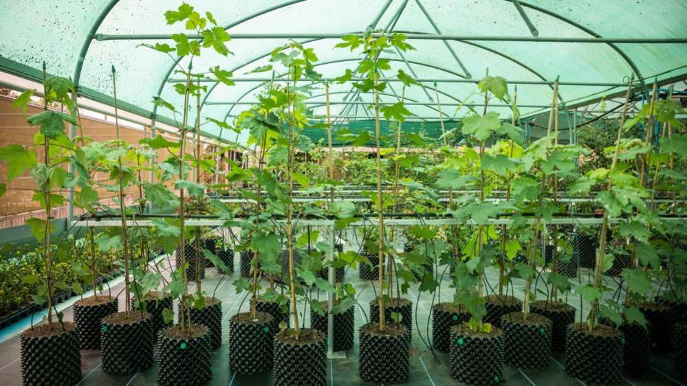 A green house with sycamore saplings in. They are green and about four feet tall. 