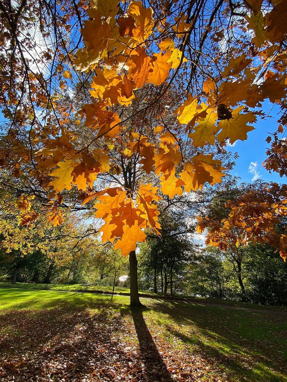 Trees with autumnal leaves