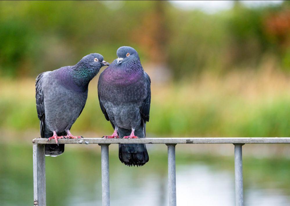 Two pigeons are perched on a metal gate. One leans in towards the other with it's beak. The background is green and blurred.