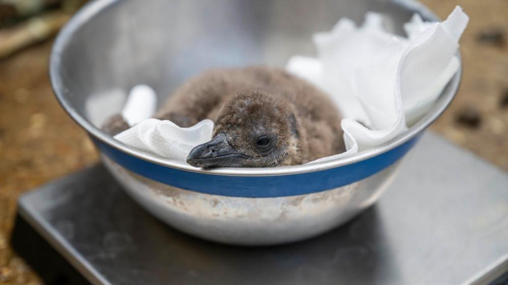 A penguin chick being weighed sitting in a tin bowl on a metal stand