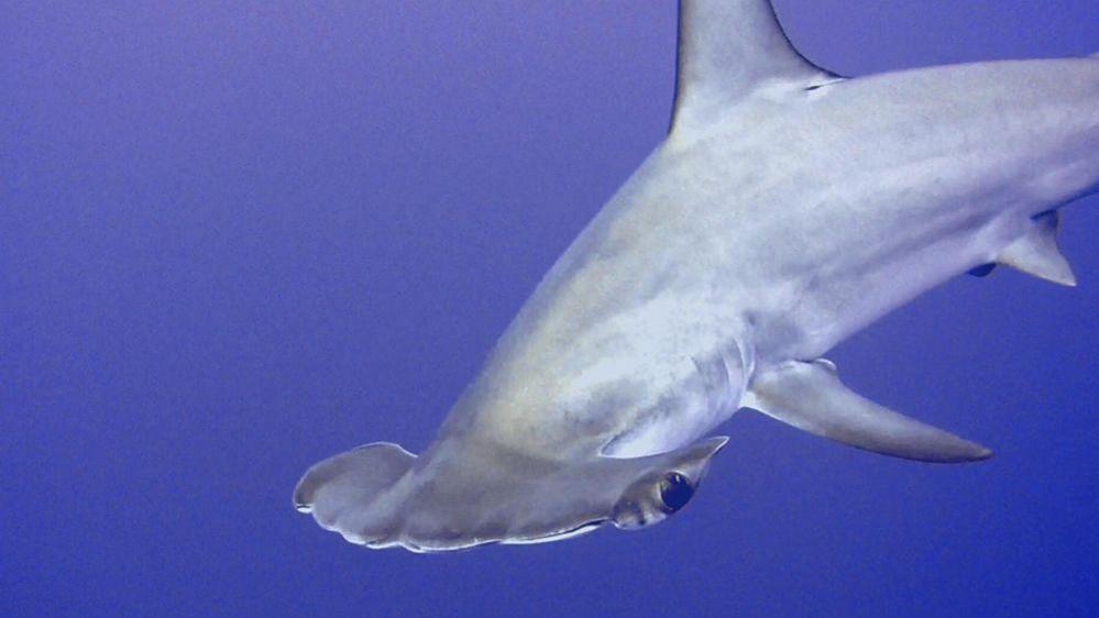 Siarc hammerhead