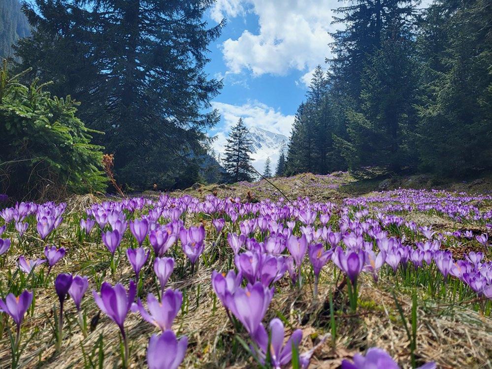 Crocus flowers in Romania