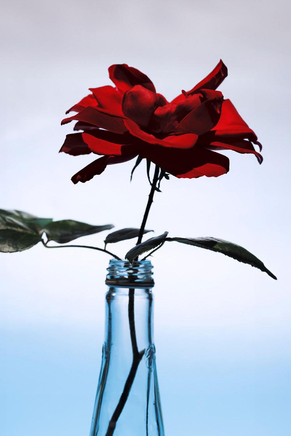 A rose in a glass bottle