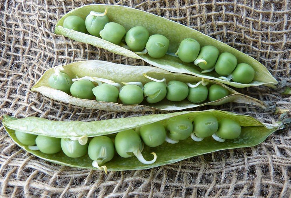 Peas in a pod