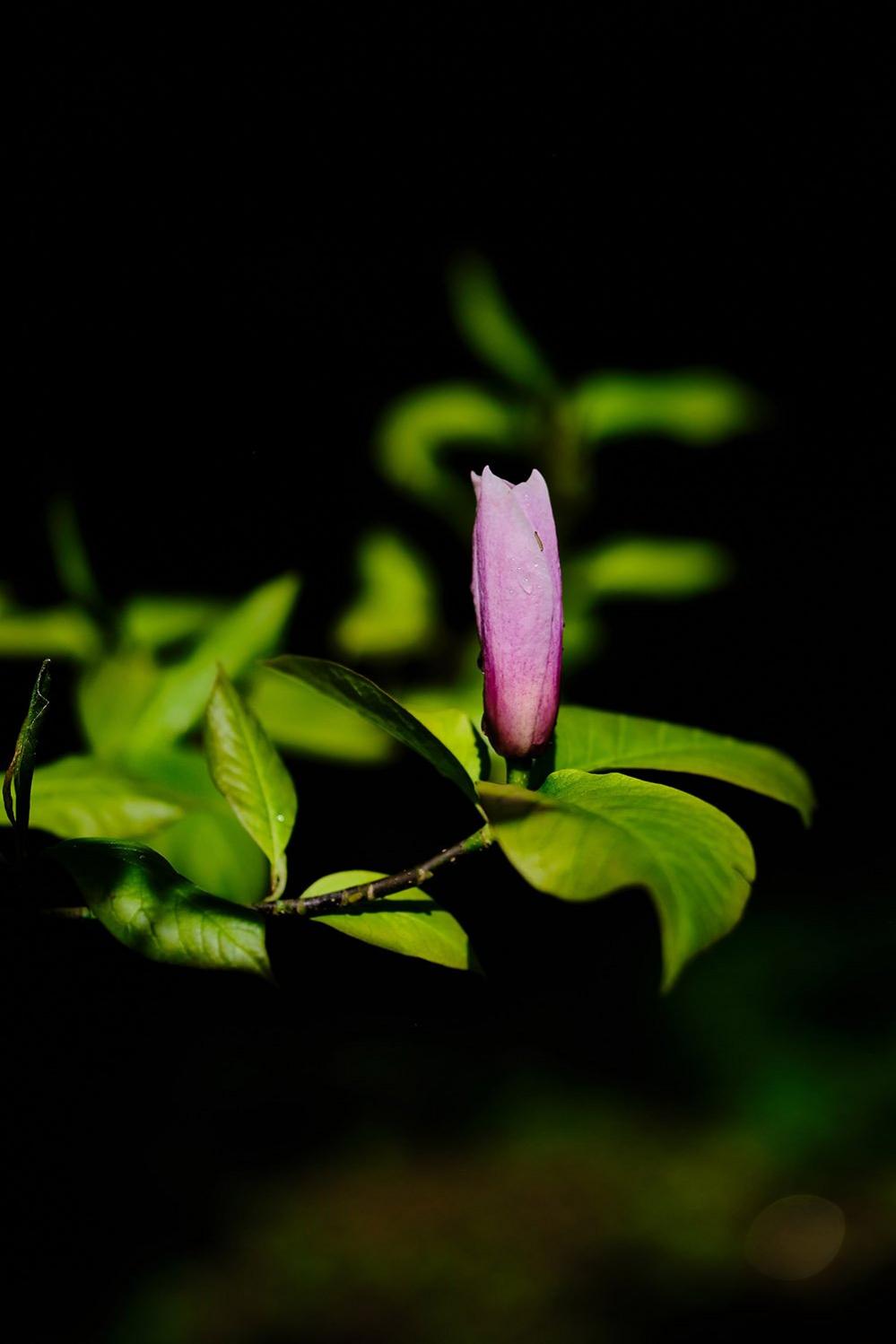 Magnolia plants