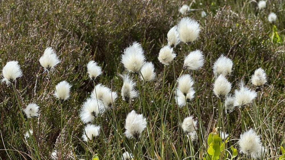 White puffy cotton grass in a field
