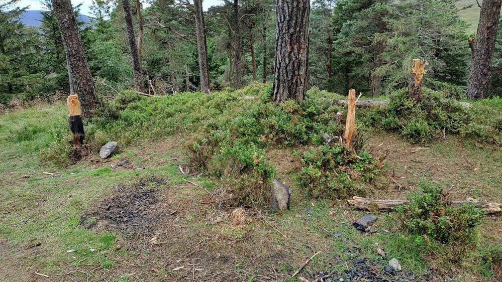 Wide shot in a forest, some small, young trees have been cut down from the top.