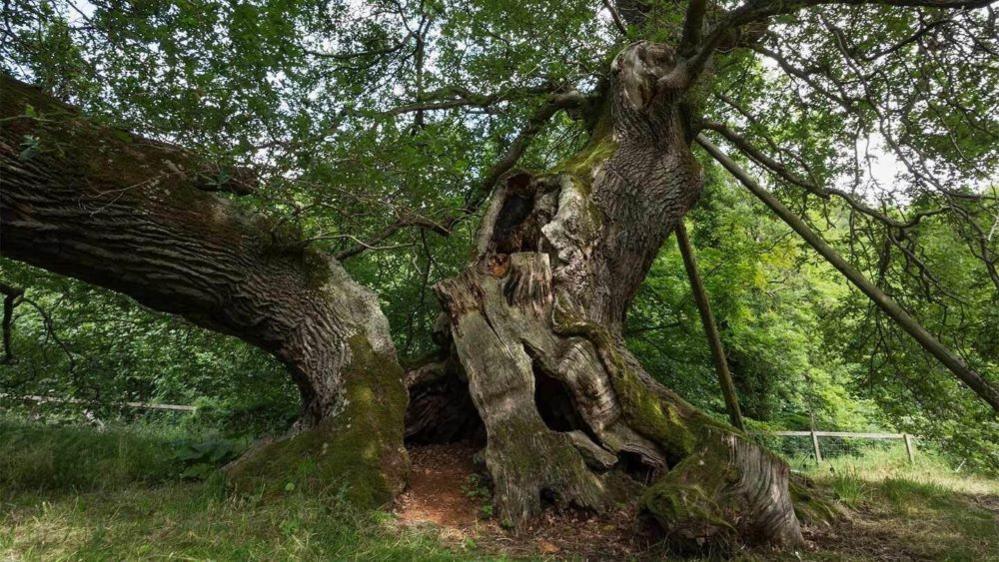 The Capon Tree, an old oak with holes in its trunk