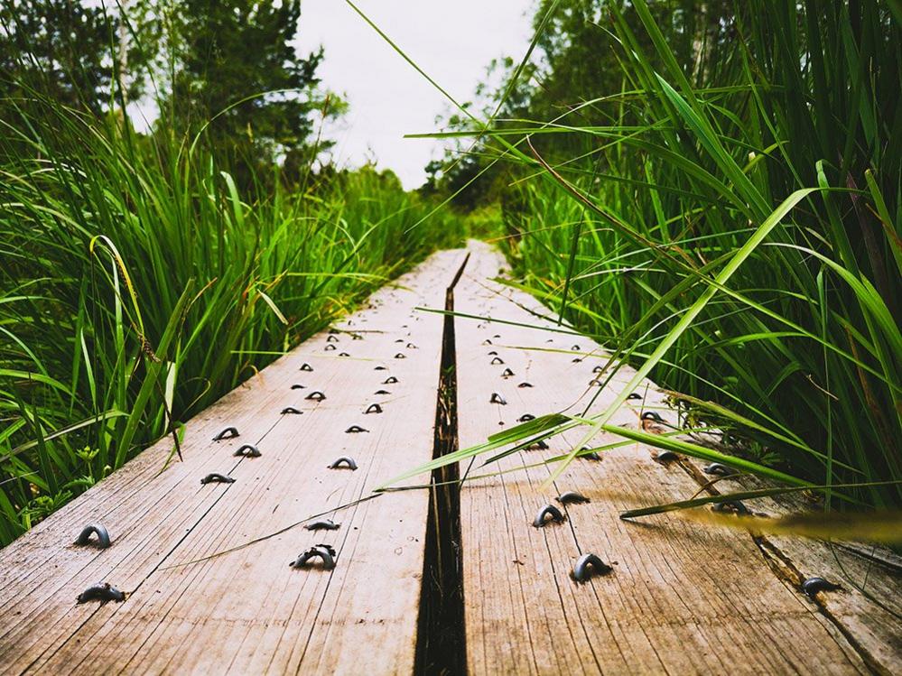 Abbeyleix Bog boardwalk