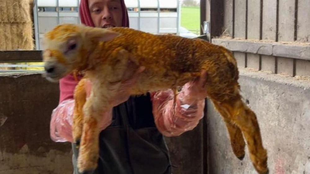 A young man holding up the large lamb