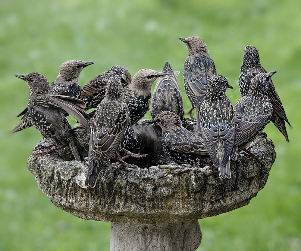 Starlings at a water bath