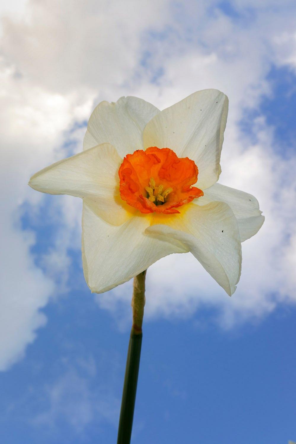 Daffodil from below