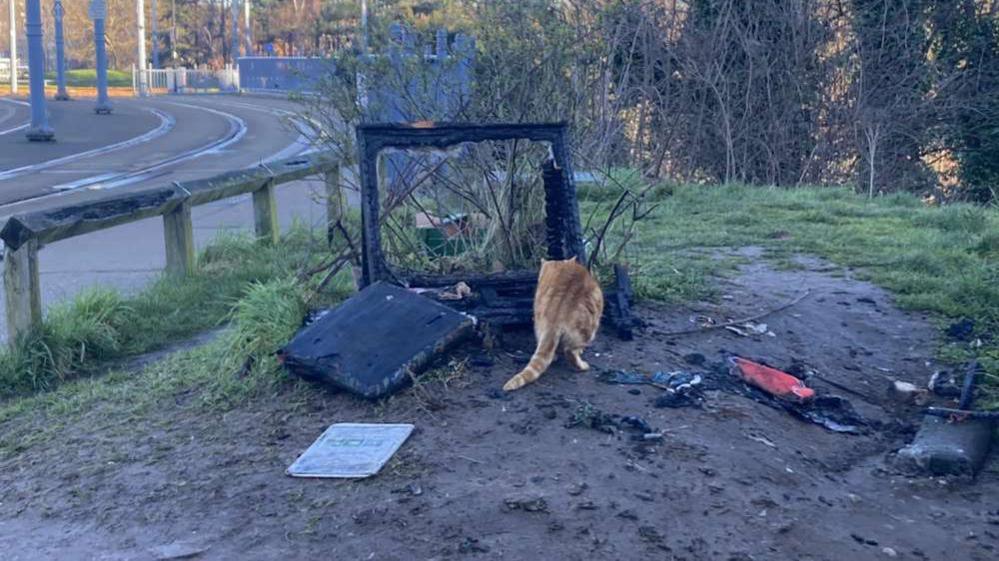 A ginger cat sniffs around a burnt-out wooden hutch on grassland