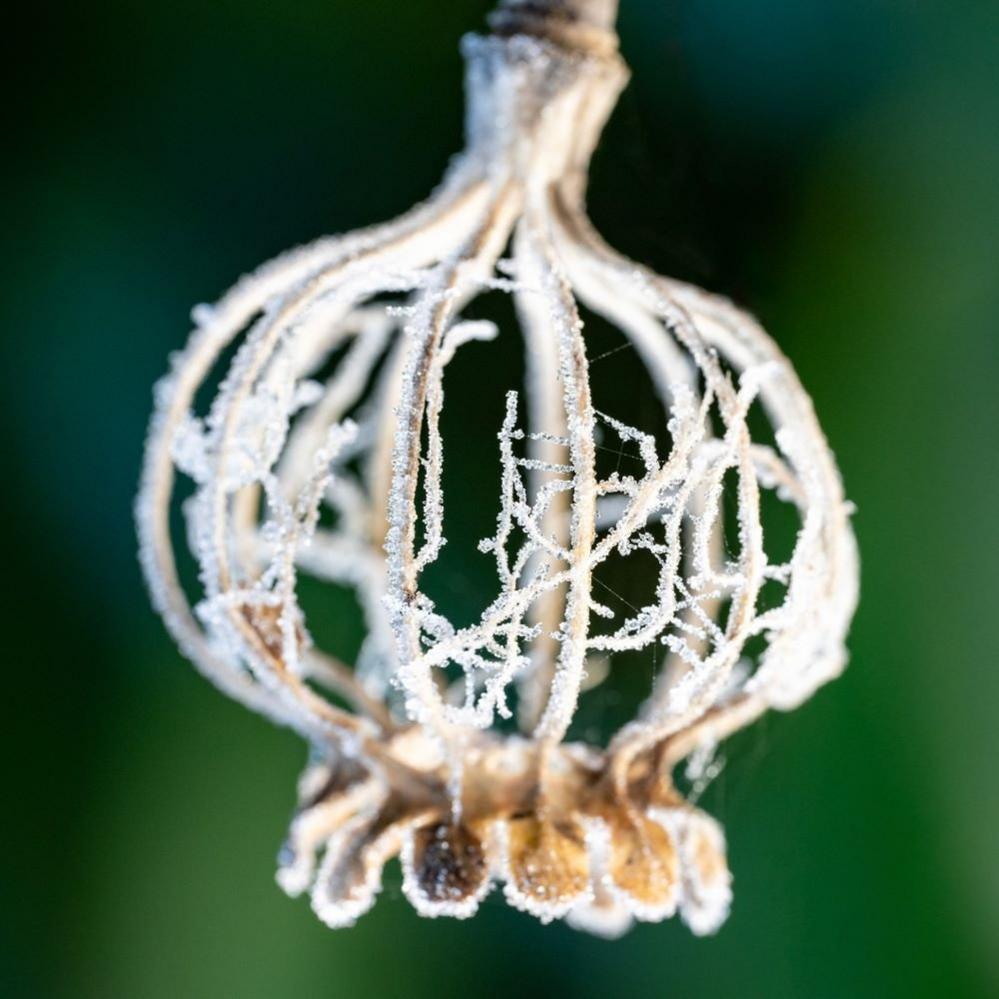 A frosty poppy head