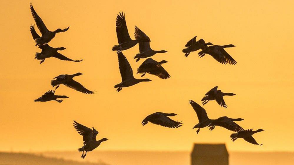 Birds fly at sunset.