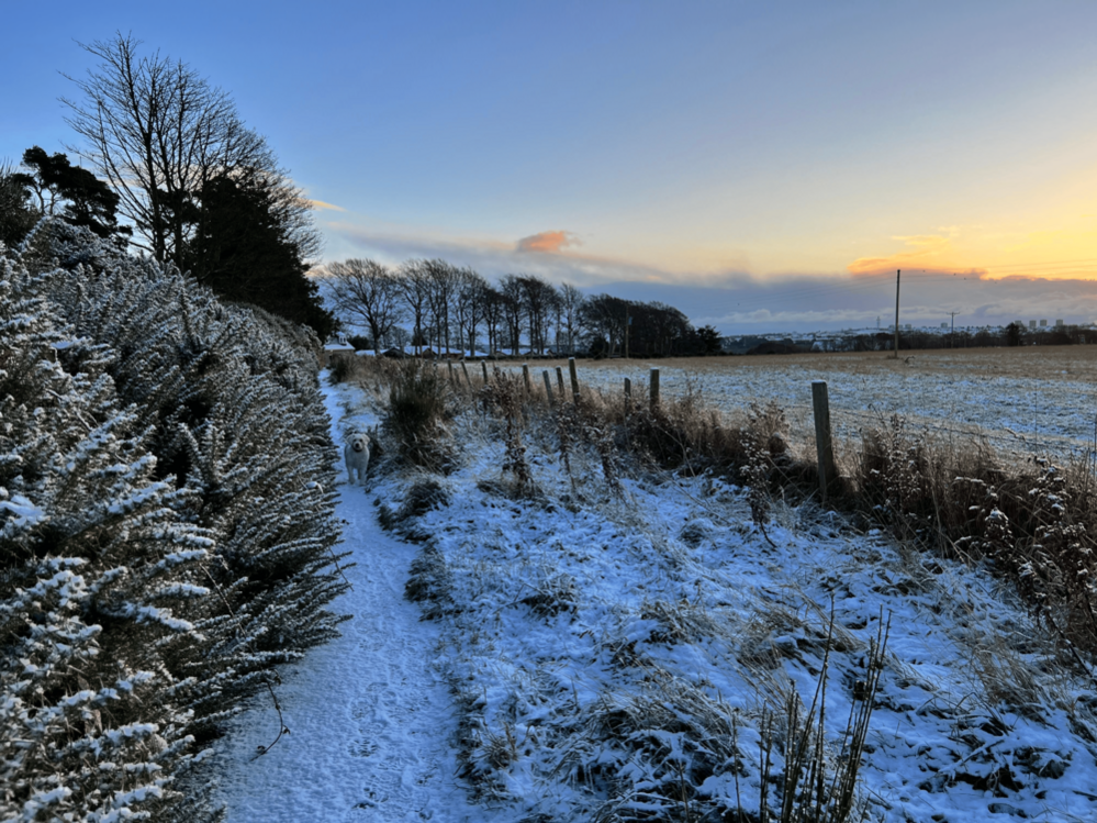 A snowy field with a path leading along the side of it. One side of the path has a snow covered bush and a dog faces the viewer at the far end of the path.