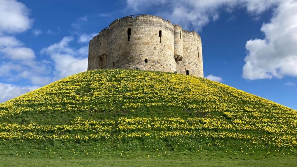 Cliffords Tower, York on a sunny day. A large stone tower sits at the top of a steep grassy hill, with daffodils in full bloom.