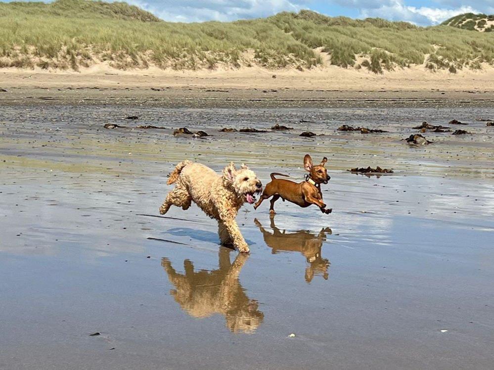 Two dogs on a beach