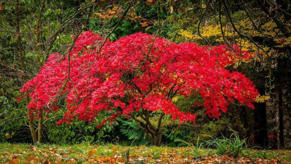 A vibrant Japanese maple tree with bright red foliage stands in a lush garden, its wide branches contrasting with surrounding greenery and touches of yellow autumn leaves. Fallen leaves cover the ground, creating a rich autumnal scene.
