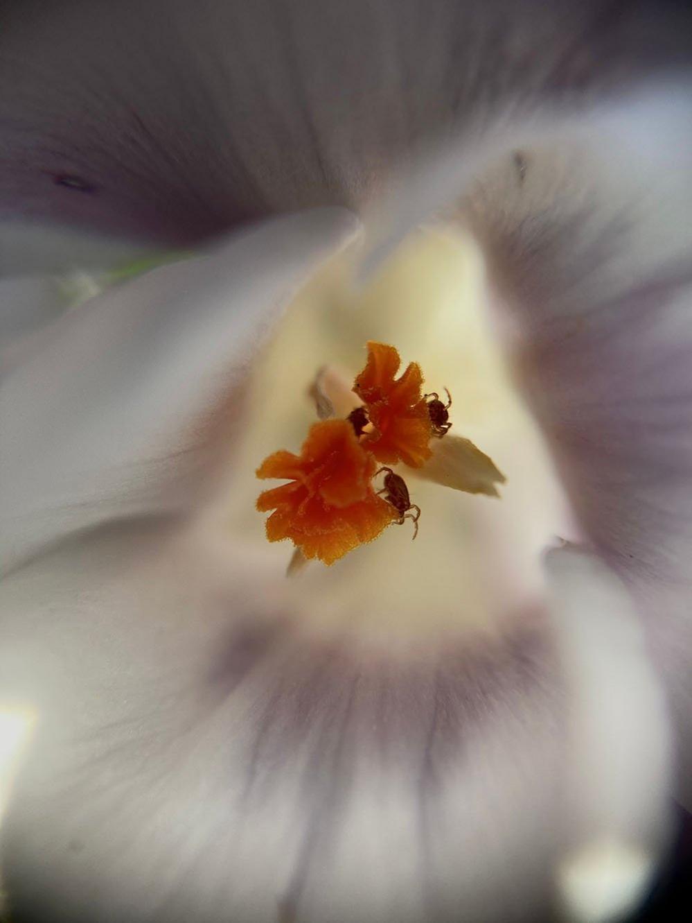 Bugs on a flower