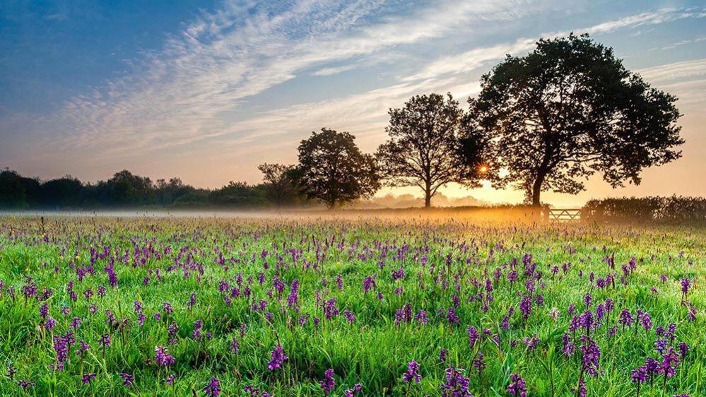 A field of purple flowers in front of shaded trees at sunset.