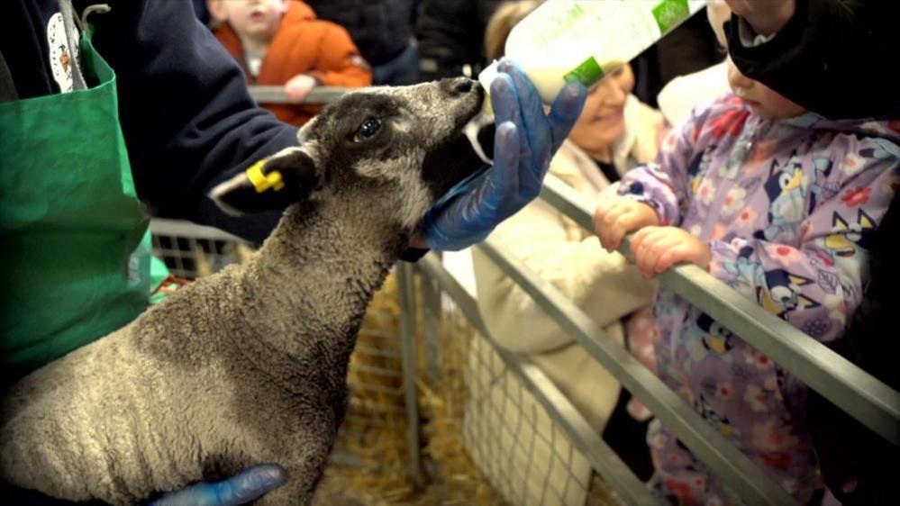 A lamb, which is white with black patches, suckling from a bottle of milk, with children watching. The handler is wearing a green apron and blue latex gloves.