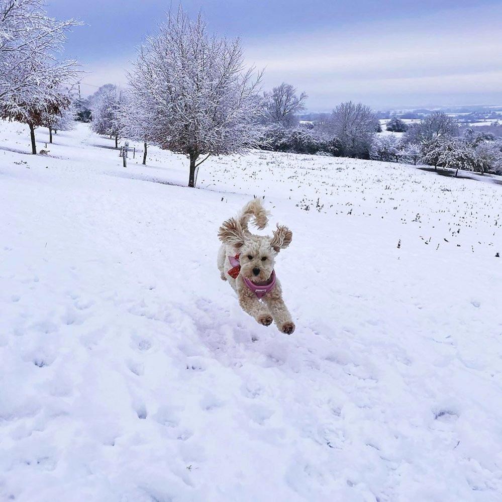 A dog in snow