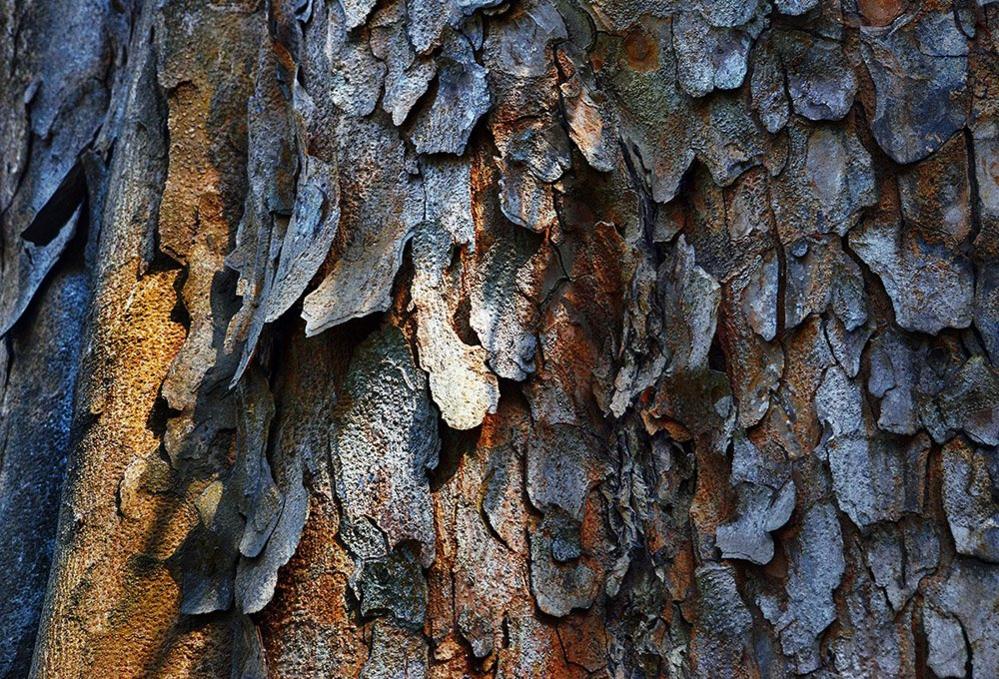 Tree bark