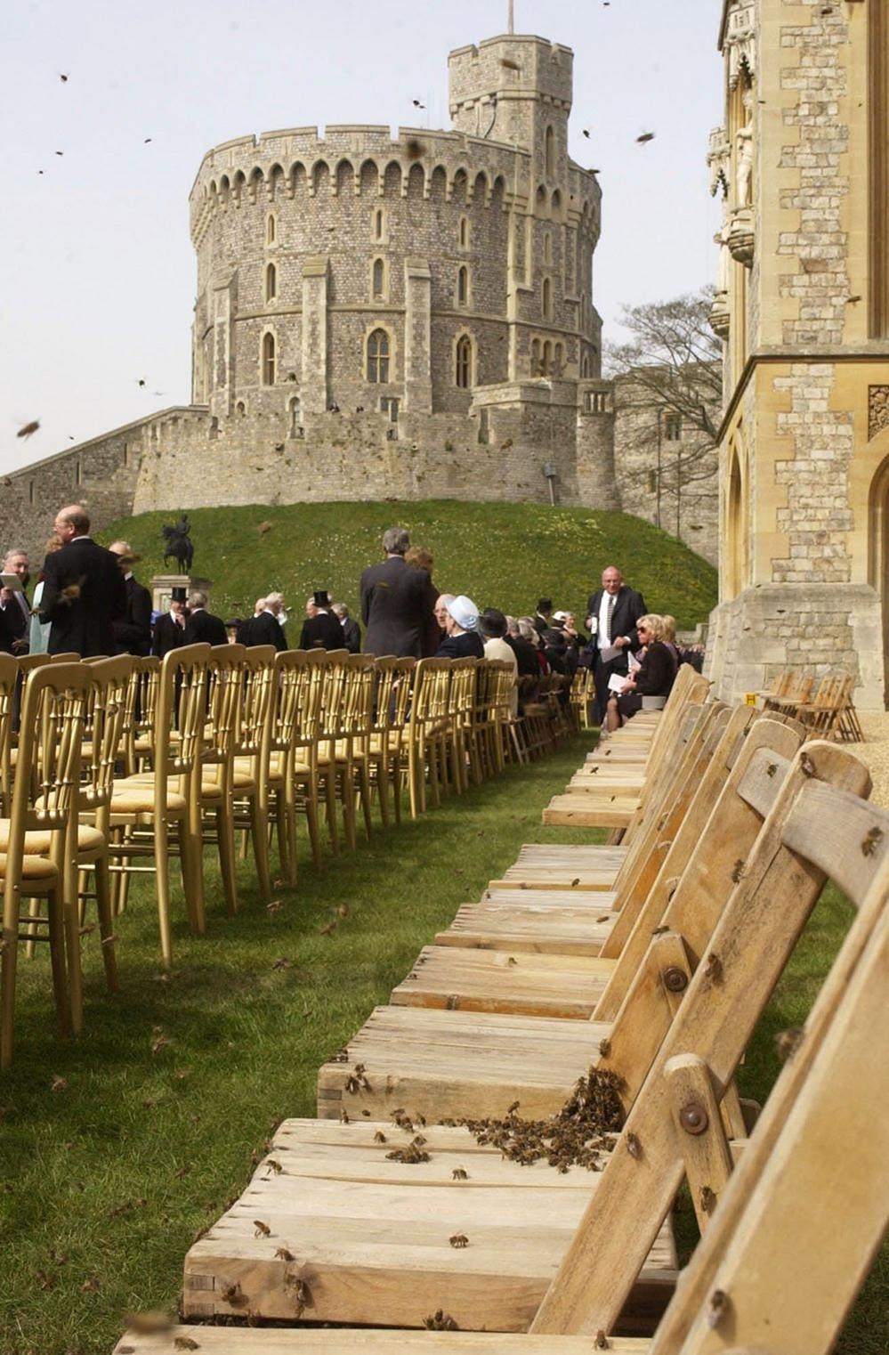 Bees at Windsor Castle