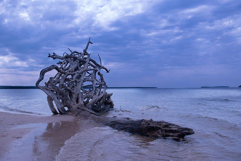 Tree by the water's edge