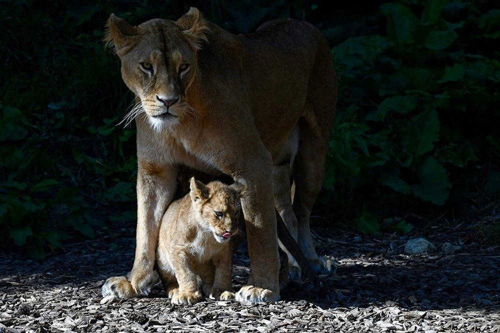 Lion and cub