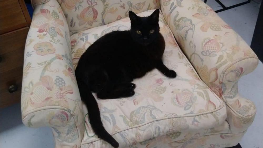 Salem sits on a armchair covered in a paisley print