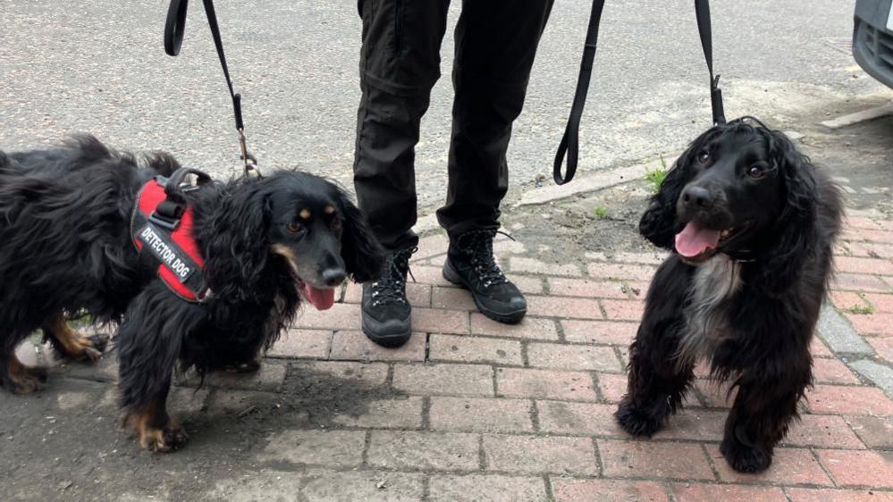 Two spaniel dogs, both black, face the camera. They are being held on leads outside on a driveway. A red harness can be seen on the dog on the left, with a label that reads "Detector dog".