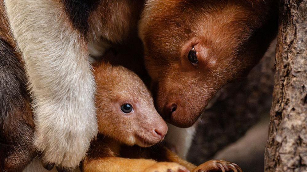 A kangaroo mum and her baby joey embracing