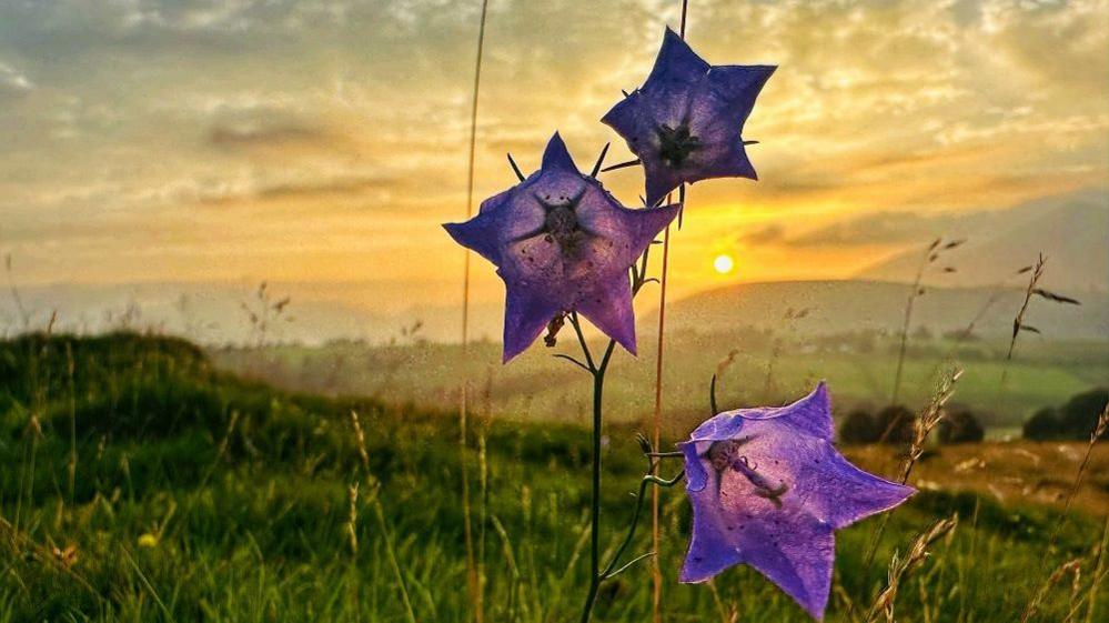 Three purple flowers. The background is out-of-focus but features a hilly expanse of grass. The sky is turning orange with the sun visible just above some hills in the distance.