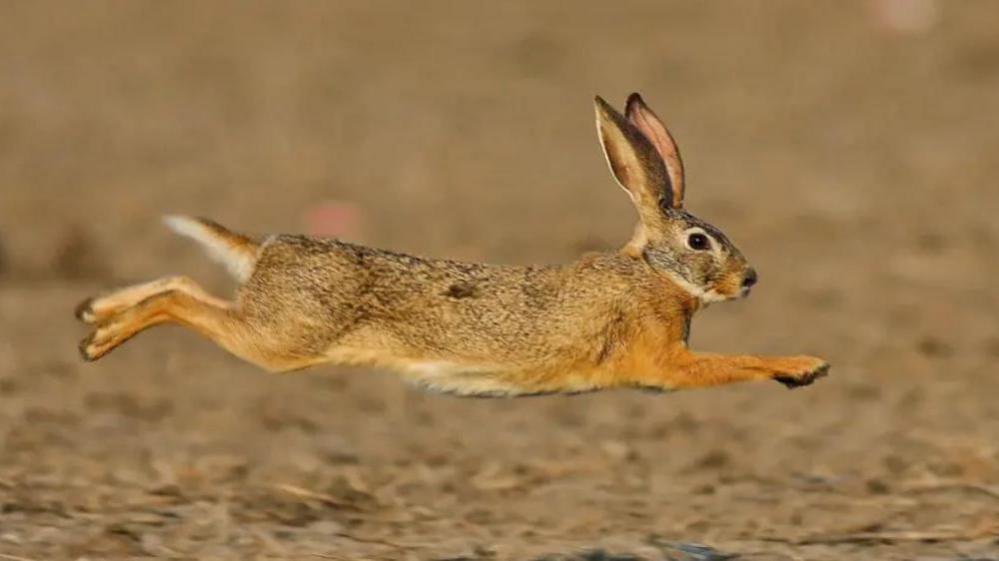 A close up image of a hare running across a field