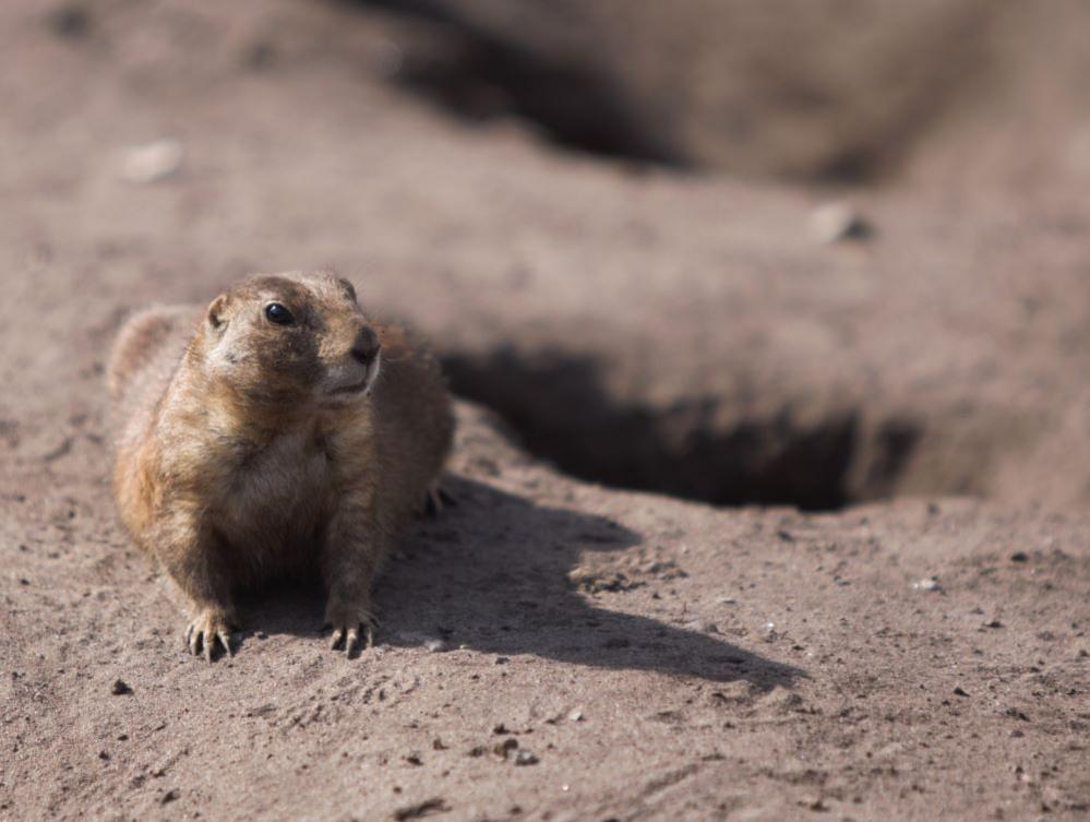 A small animal emerges from its burrow at Blyton zoo